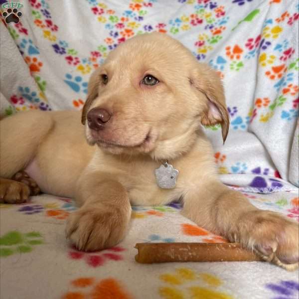 Douglass, Golden Labrador Puppy
